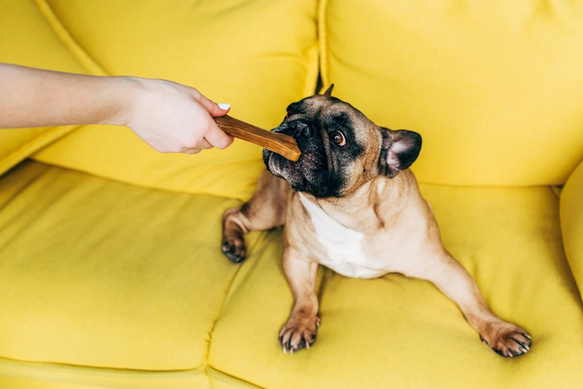 Dog Bakery or Pet Treat Business